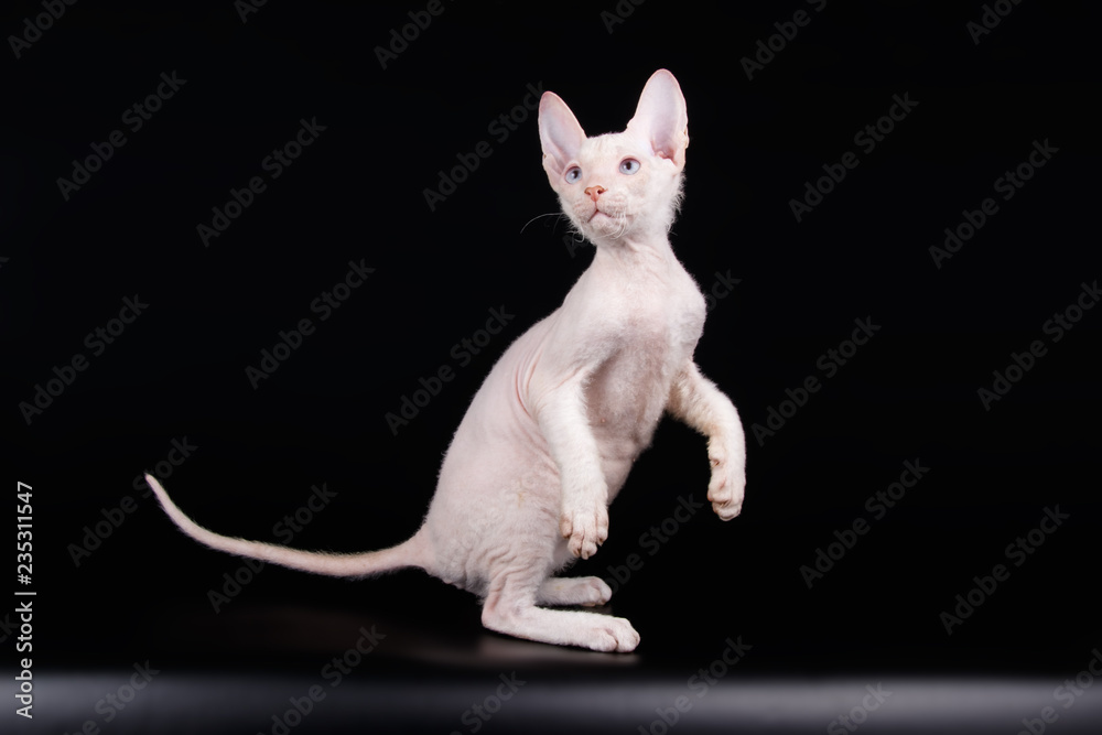 Don Sphynx cat on colored backgrounds