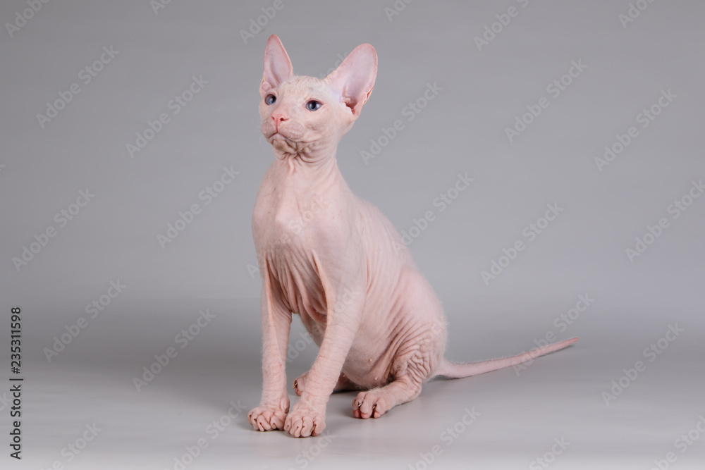 Don Sphynx cat on colored backgrounds