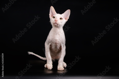 Don Sphynx cat on colored backgrounds