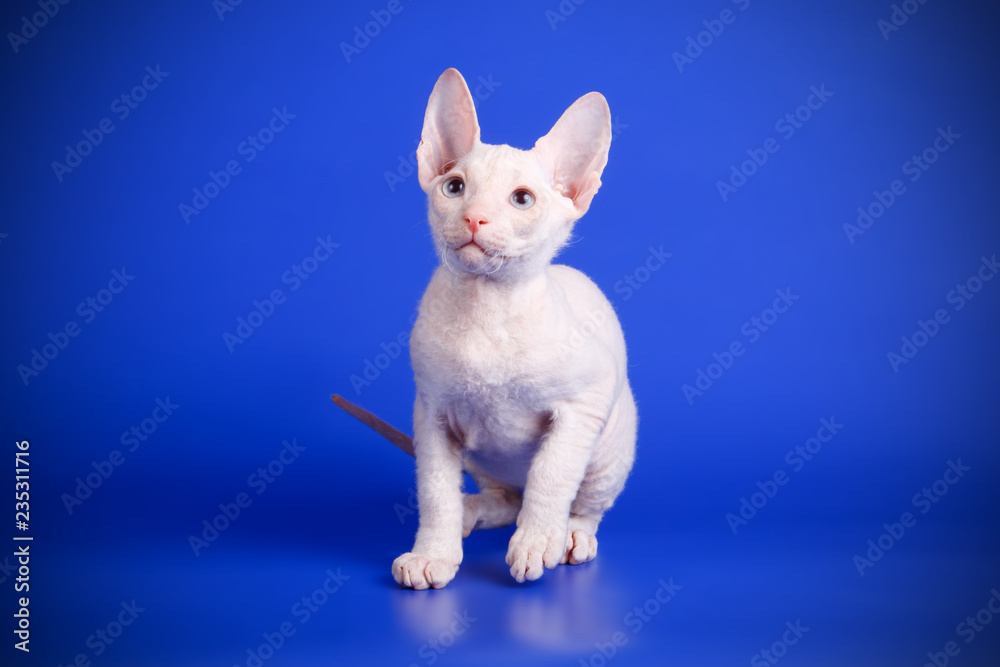 Don Sphynx cat on colored backgrounds