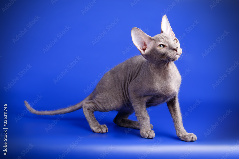 Fototapeta premium Don Sphynx cat on colored backgrounds