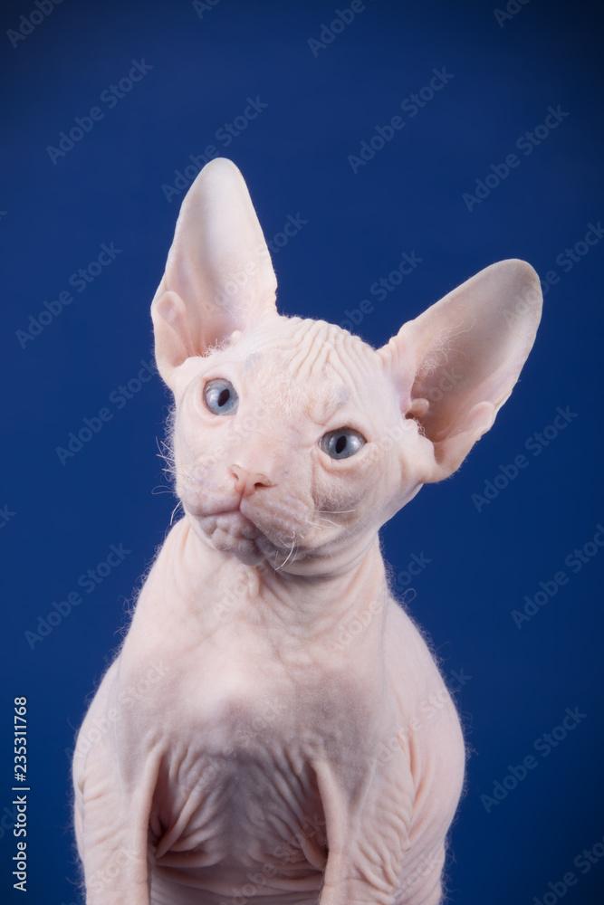 Obraz premium Don Sphynx cat on colored backgrounds