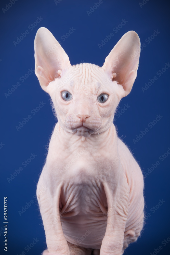Obraz premium Don Sphynx cat on colored backgrounds