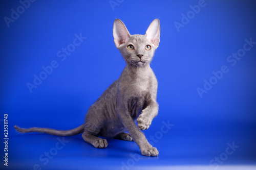 Don Sphynx cat on colored backgrounds