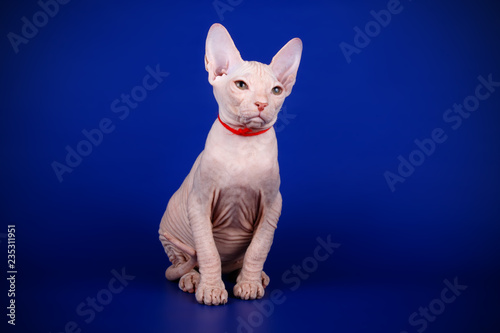 Don Sphynx cat on colored backgrounds