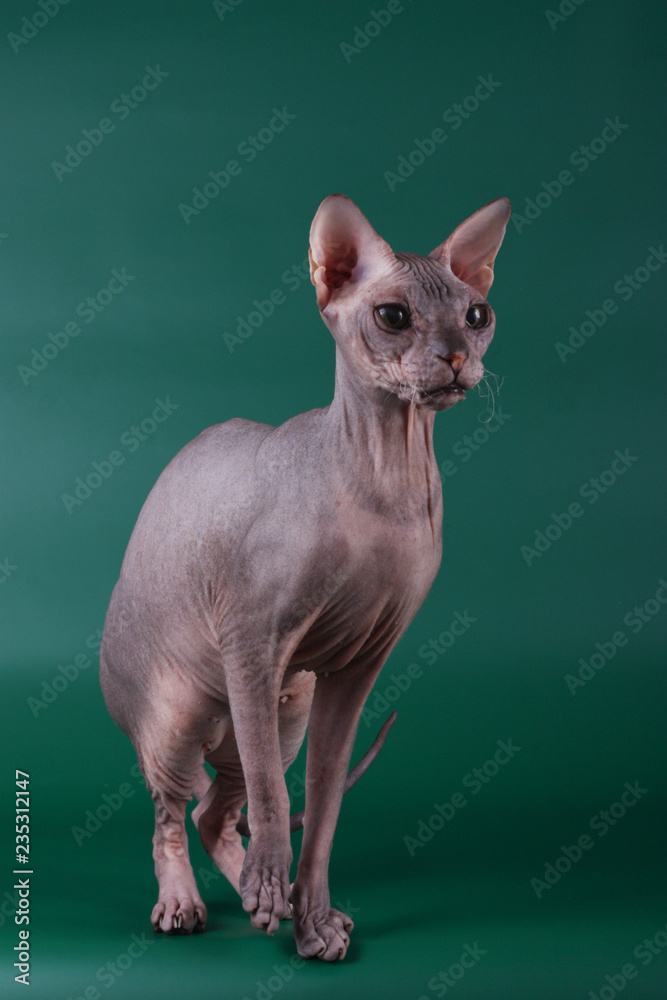 Fototapeta premium Don Sphynx cat on colored backgrounds