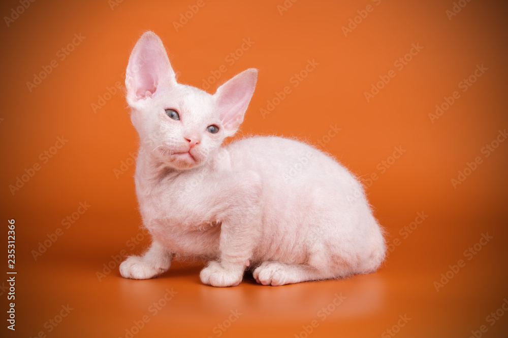 Don Sphynx cat on colored backgrounds