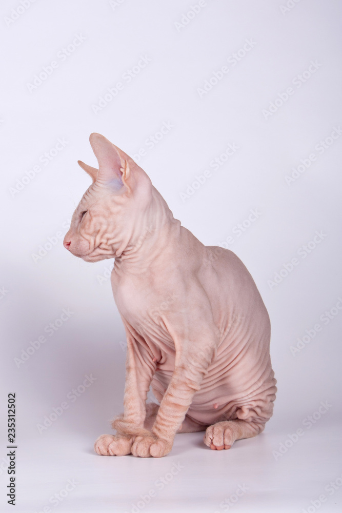 Obraz premium Don Sphynx cat on colored backgrounds