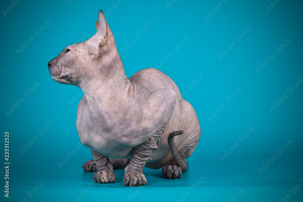 Fototapeta premium Don Sphynx cat on colored backgrounds