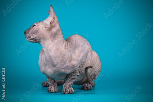 Don Sphynx cat on colored backgrounds