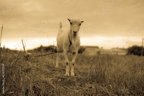 Fototapeta Naklejka Na Ścianę i Meble -  Domestic goat stay in the field, photo in sepia.
