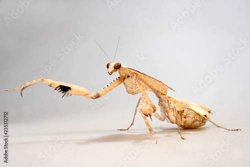 Totes Blatt (Deroplatys trigonodera) - dead leaf mantis photo