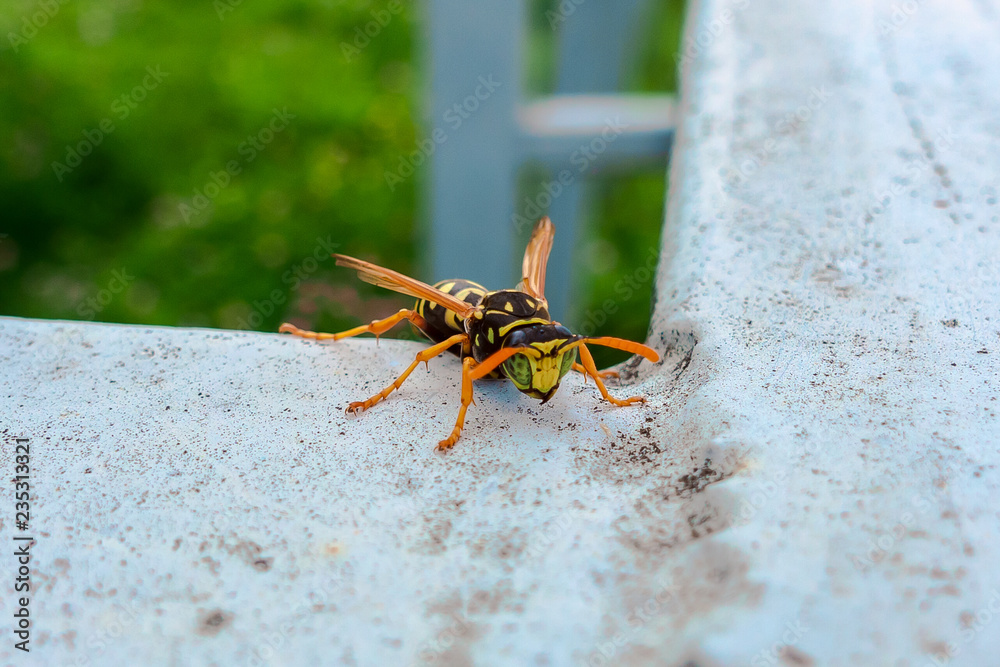 Obraz premium yellow wasp