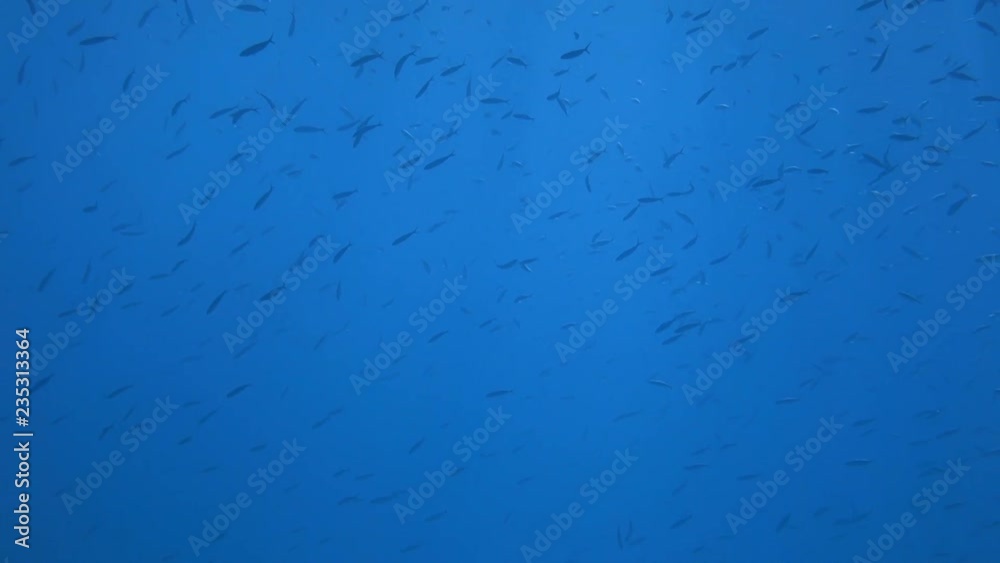 School of Red sea fish in deep blue water, Red sea, Egypt. Full HD underwater footage. School of Red sea fish in deep blue water, Red sea, Egypt. Full HD underwater footage.