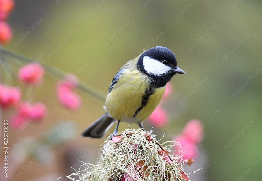 Fototapeta premium Kohlmeise auf Stam