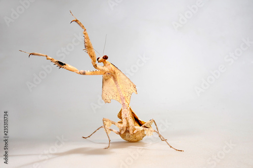 Totes Blatt (Deroplatys trigonodera) - dead leaf mantis