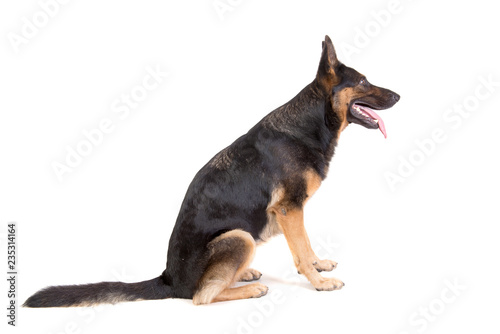 german shepherd posing photo