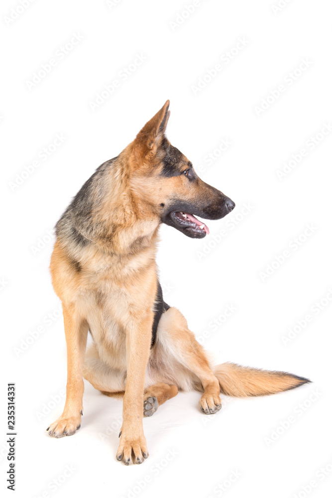 german shepherd posing