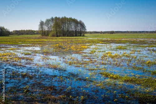 Obraz na płótnie Landscape with Biebrza river near Goniadz, Podlaskie, Poland w salonie