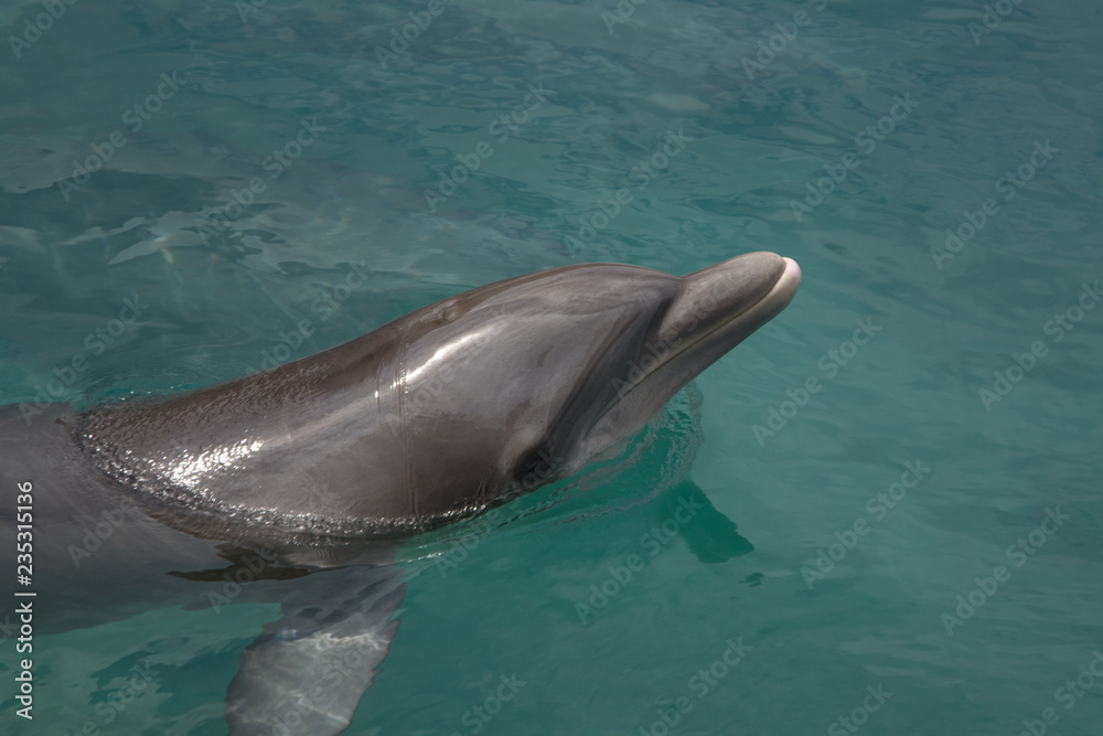 Obraz premium Dolphin Smile