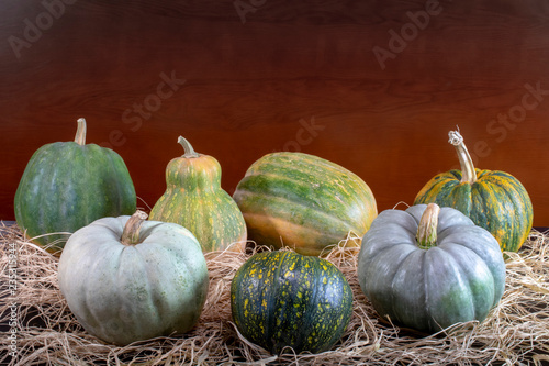 Seven different type pumpkins. Copy space for text.