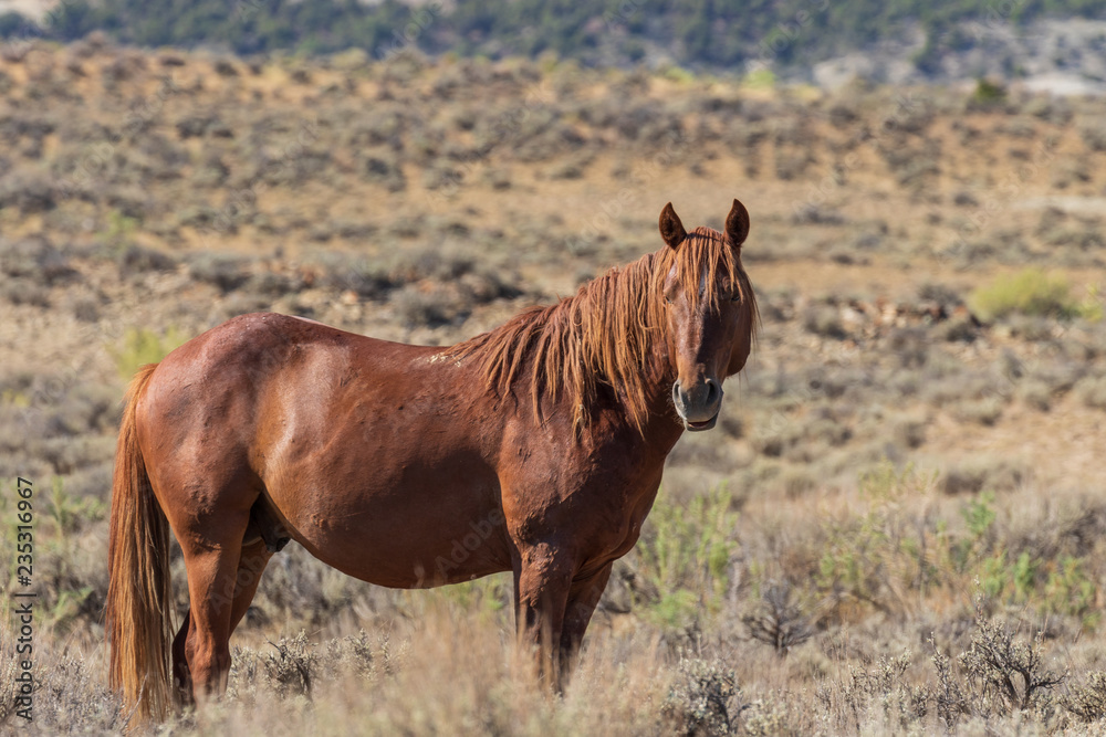 Fototapeta premium Wild Horse in the Colorado High Desert in Summer