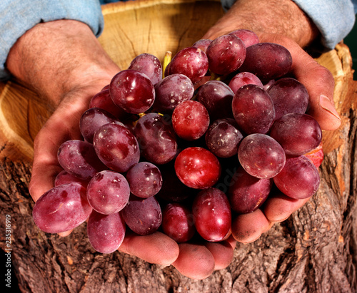 FARMER HOLDING RED GRAPES