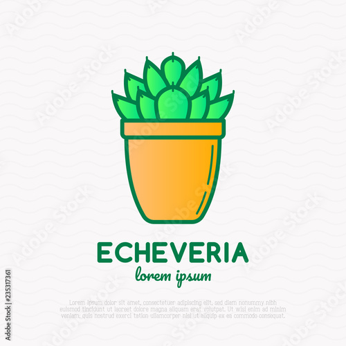 Succulent echeveria in pot thin line icon. Modern vector illustration of home plant.