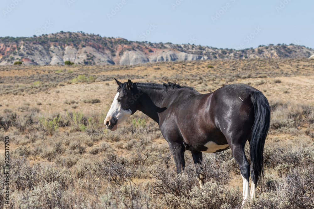 Obraz premium Wild Horse in the Colorado High Desert in Summer