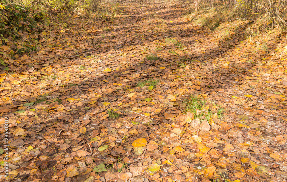 Camino revestido de hojas de otoño, lleno de colorido, con sombras hacia los lados. Camino revestido de hojas de otoño, lleno de colorido, con sombras hacia los lados.