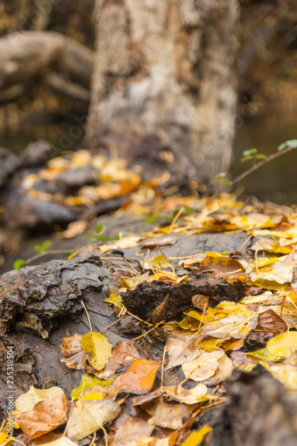 Primer plano de hojas otoñales sobre el tronco caído de un roble.