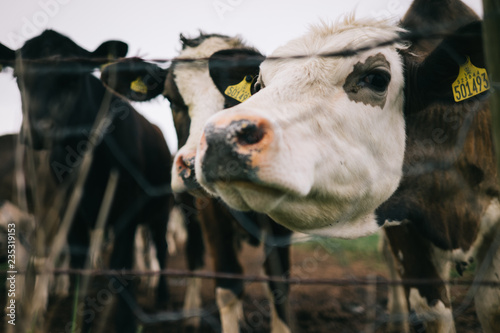 Group of Cows