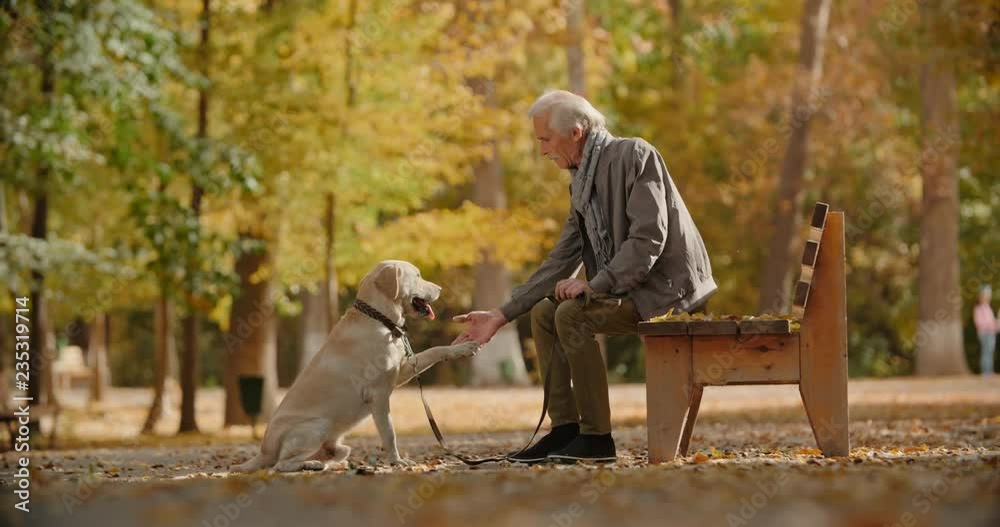 Senior moustached caucasian man sitting on bench in fall garden, caressing and petting his golden labrador, who obeys commands and gives paw - old friend, retirement concept 4k