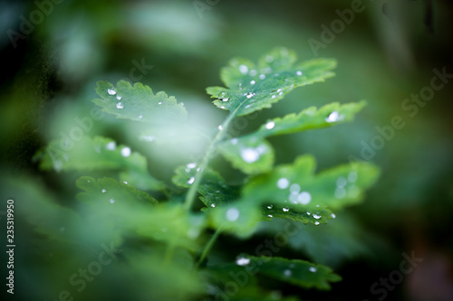 Raindrops on green Leaf