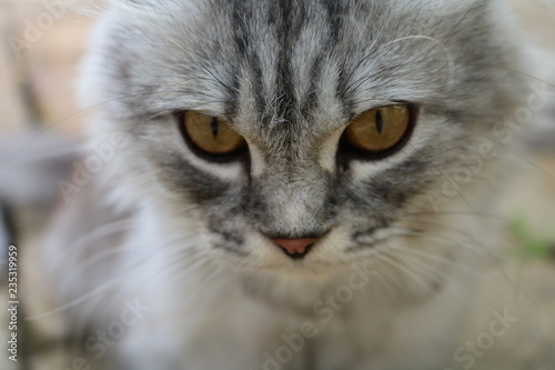 portrait of a cat © Виктория Самошкина