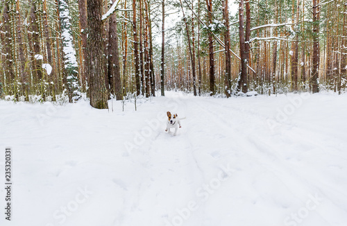 Dog running fast in winter forest