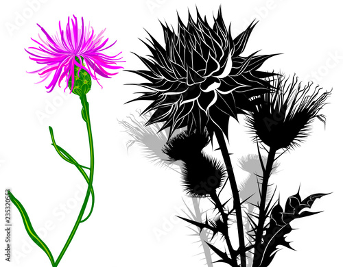 milk thistle flowers isolated on white background