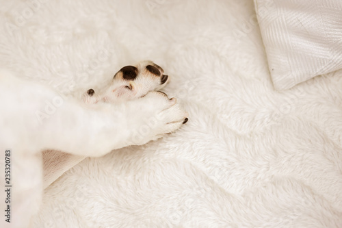 dog paws crossed cute lie on white bed