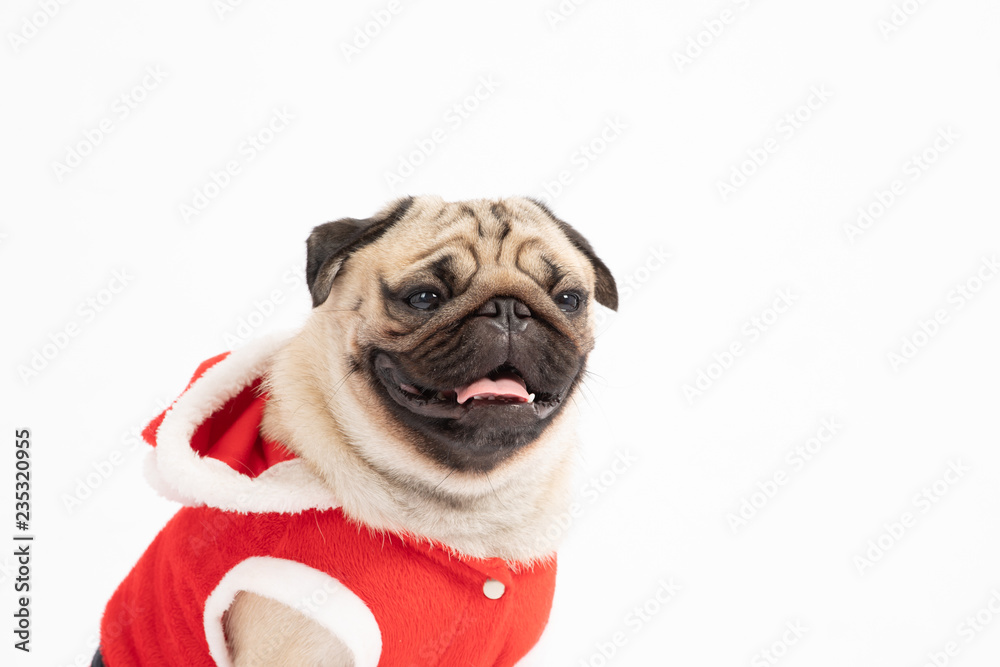 Cute Dog Pug Breed in Red Santa coat Costume sitting smile and happiness in Christmas and new year day isolated on white background,Healthy Purebred dog  with Christmas concept