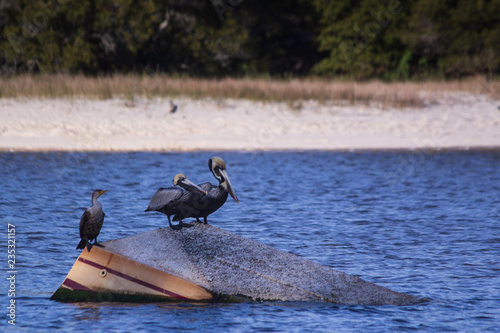 Foto Pelicans at Low Tide in Shipwreck Cove