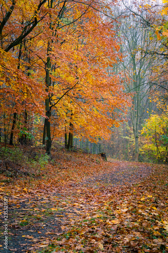 Footpath through autumn forest. Vibrant colorful autumnal foliage on trees and on ground. Calm and quiet scenery