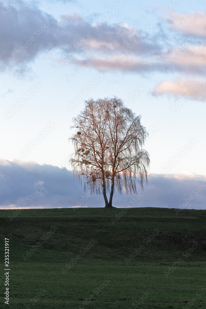 Obraz premium Birke im Abendlicht