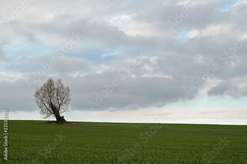 Einzelsteher einzelner Baum in Landschaft