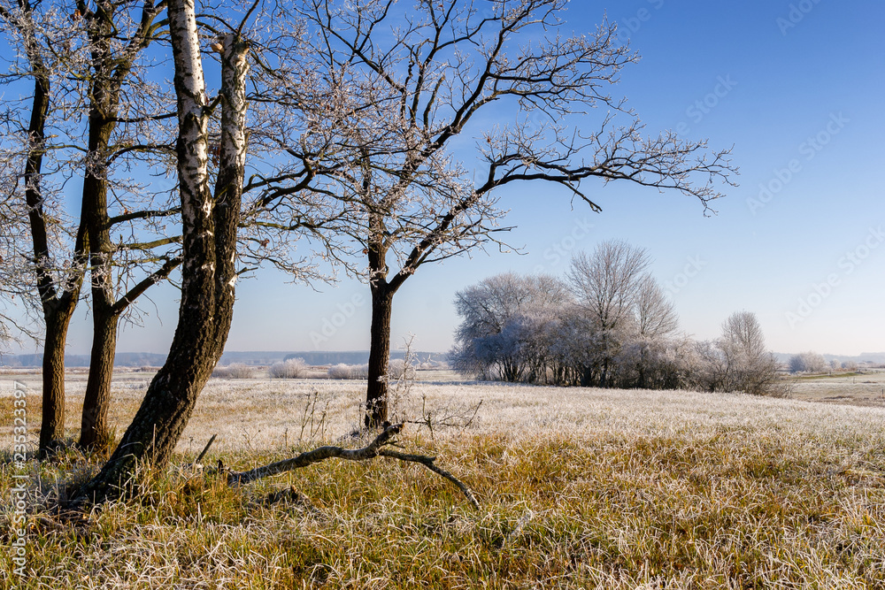 Obraz premium Podlasie - piękno natury. Słoneczny poranek z mrozem i szronem