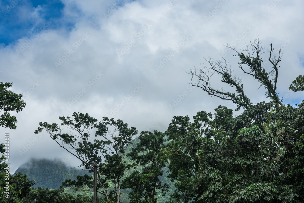 Obraz premium Lush vegetation in the jungle of Mount Pelee, the volcano of Martinique