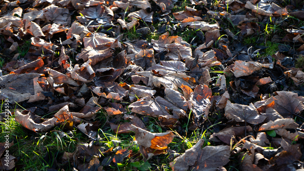 Herbstlaub Herbstlaub