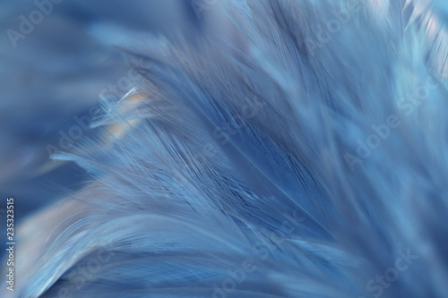 Blur Bird chickens feather texture for background  Fantasy  Abstract  soft color of art design.
