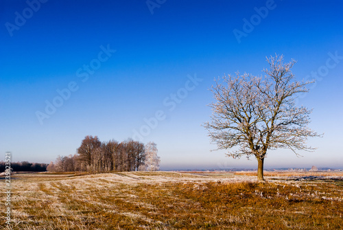 Podlasie - piękno natury. Słoneczny poranek z mrozem i szronem