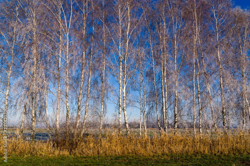 Podlasie - piękno natury. Słoneczny poranek z mrozem i szronem Podlasie - piękno natury. Słoneczny poranek z mrozem i szronem