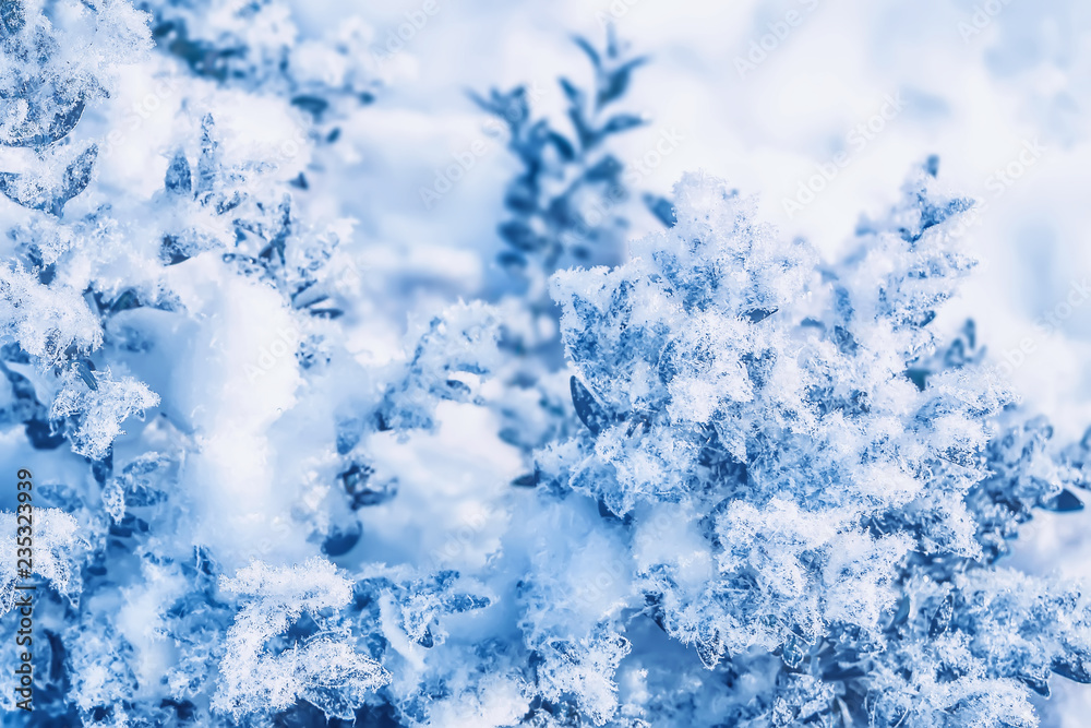 Fototapeta premium Frozen plant. Bush covered with snow and ice on a winter day. Seasonal background toned in blue and white colors. Close-up